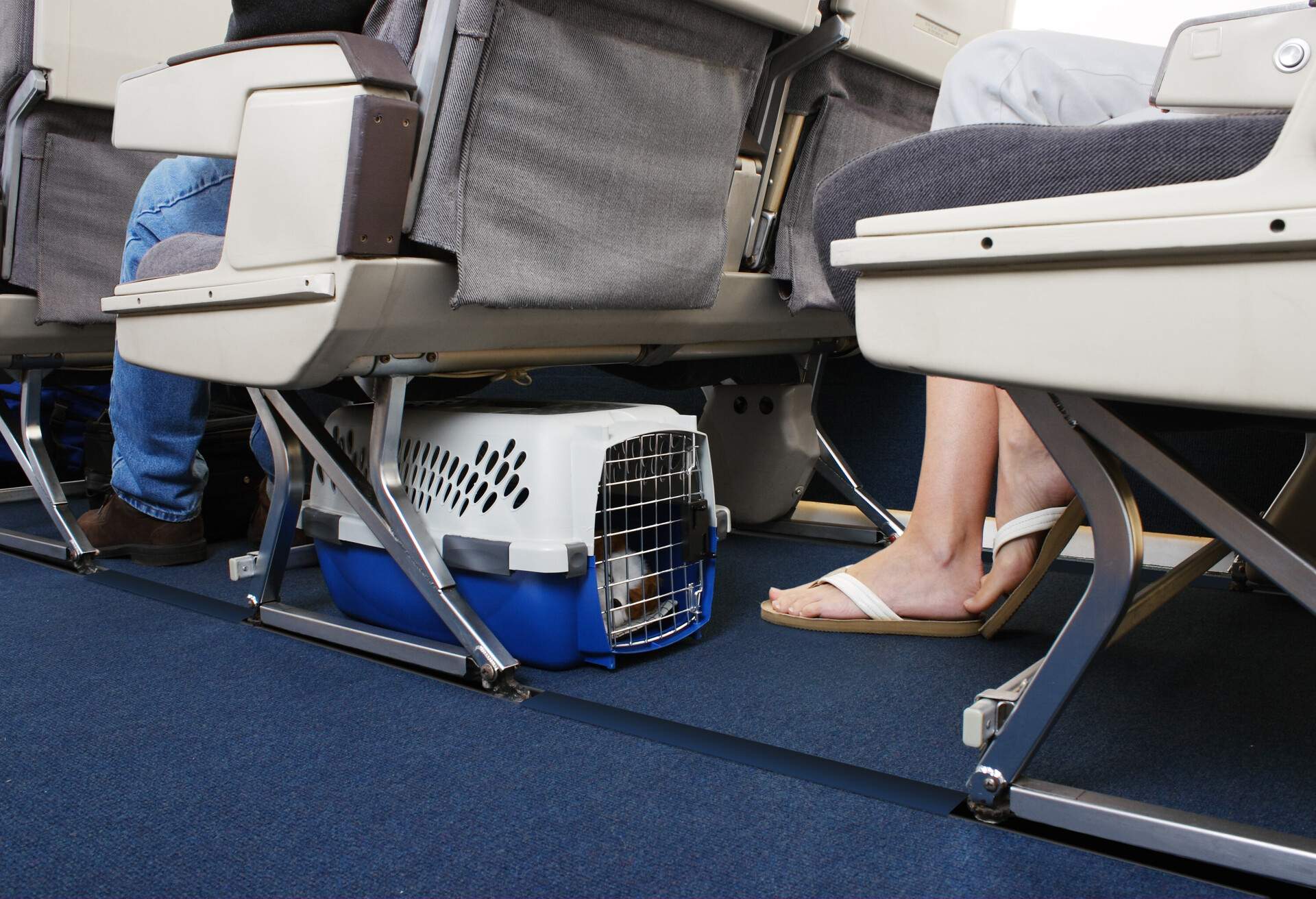 Cómo viajar en avión con tu mascota | KAYAK